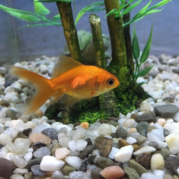 Meet your Posher, Jen - Picture 1 of 1